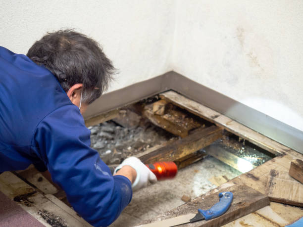 Best Mold Damage Repair  in Calverton, MD