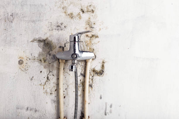 Best Mold Testing  in Calverton, MD