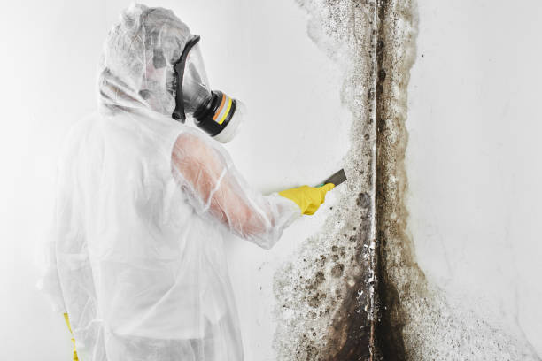 Professional Mold Removal in Calverton, MD