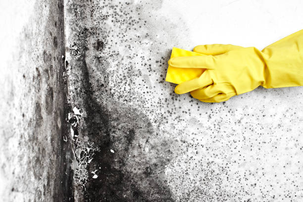 Crawl Space Mold Removal in Calverton, MD