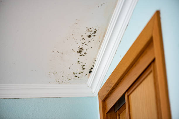Best Fast Mold Removal  in Calverton, MD
