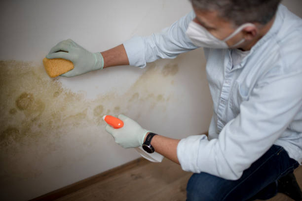Best Commercial Mold Removal  in Calverton, MD