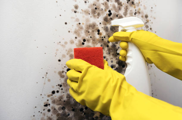 Home Mold Removal in Calverton, MD