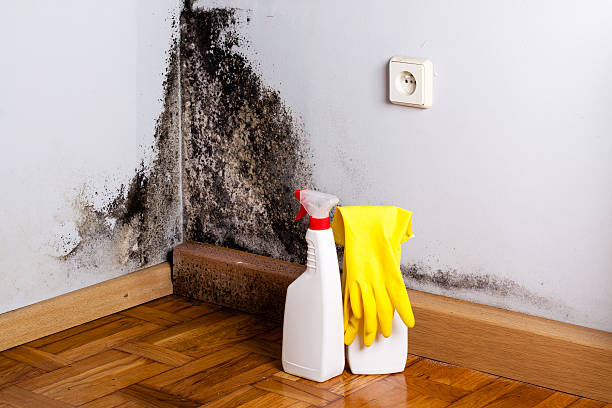 Best Same-Day Mold Removal  in Calverton, MD