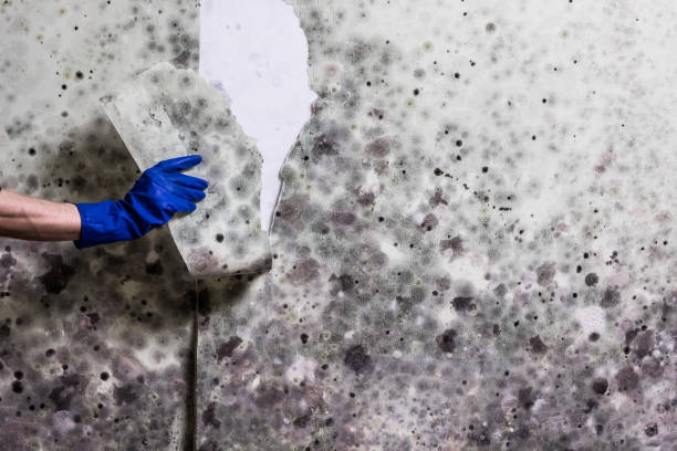 Best Affordable Mold Removal  in Calverton, MD