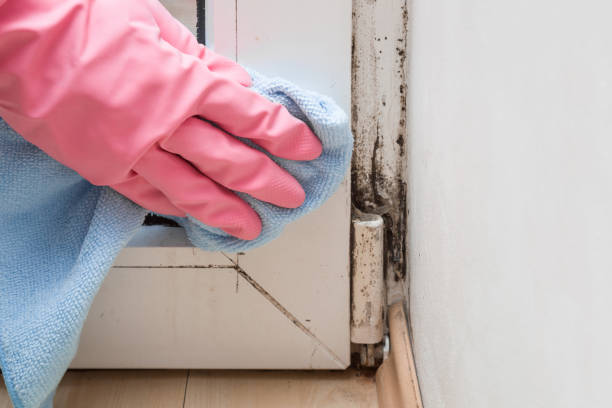 Certified Mold Removal in Calverton, MD