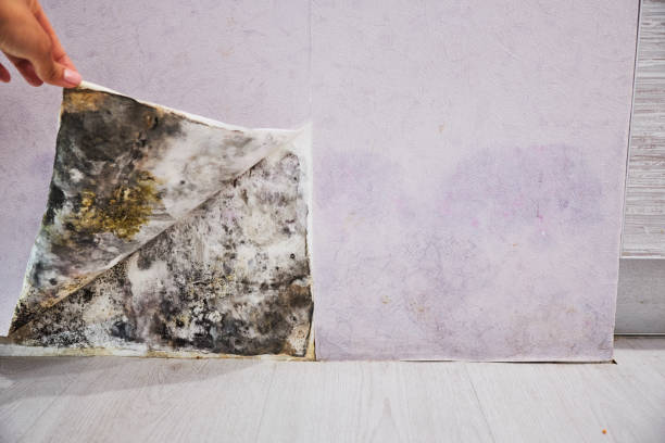 Best Emergency Mold Removal  in Calverton, MD